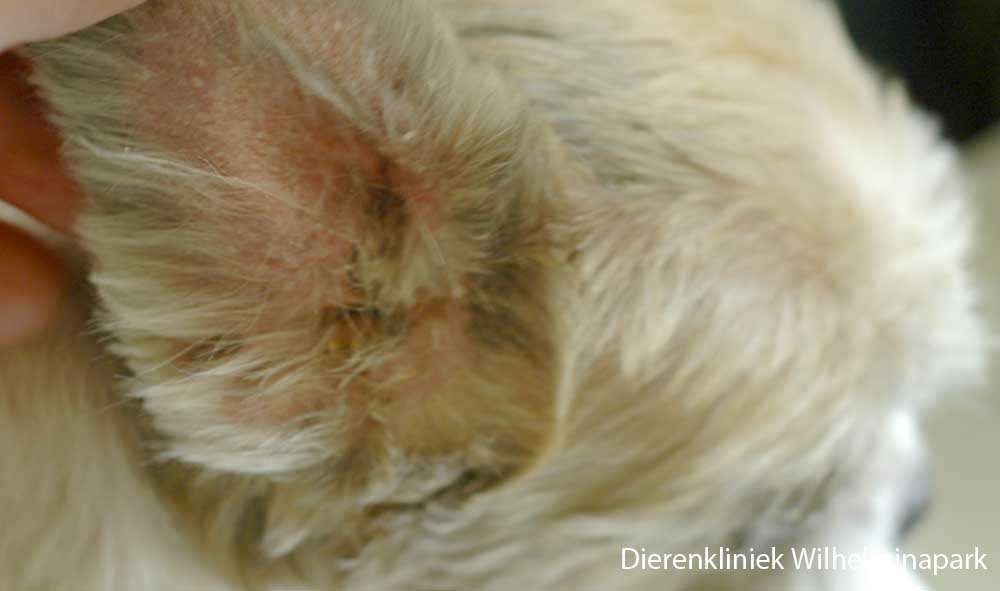 Een hond met rode ontstoken oren ten gevolge van gisten, malassezia dermatitis. Dit wordt ook wel ringworm genoemd. Foto Dierenkliniek Wilhelminapark utrecht